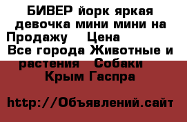 БИВЕР йорк яркая девочка мини мини на Продажу! › Цена ­ 45 000 - Все города Животные и растения » Собаки   . Крым,Гаспра